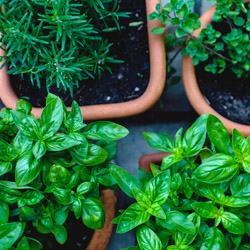 Fall Herb Garden