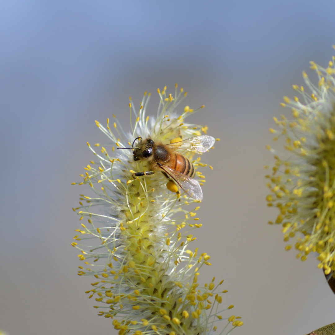 Spring Bees, Native Pollinators