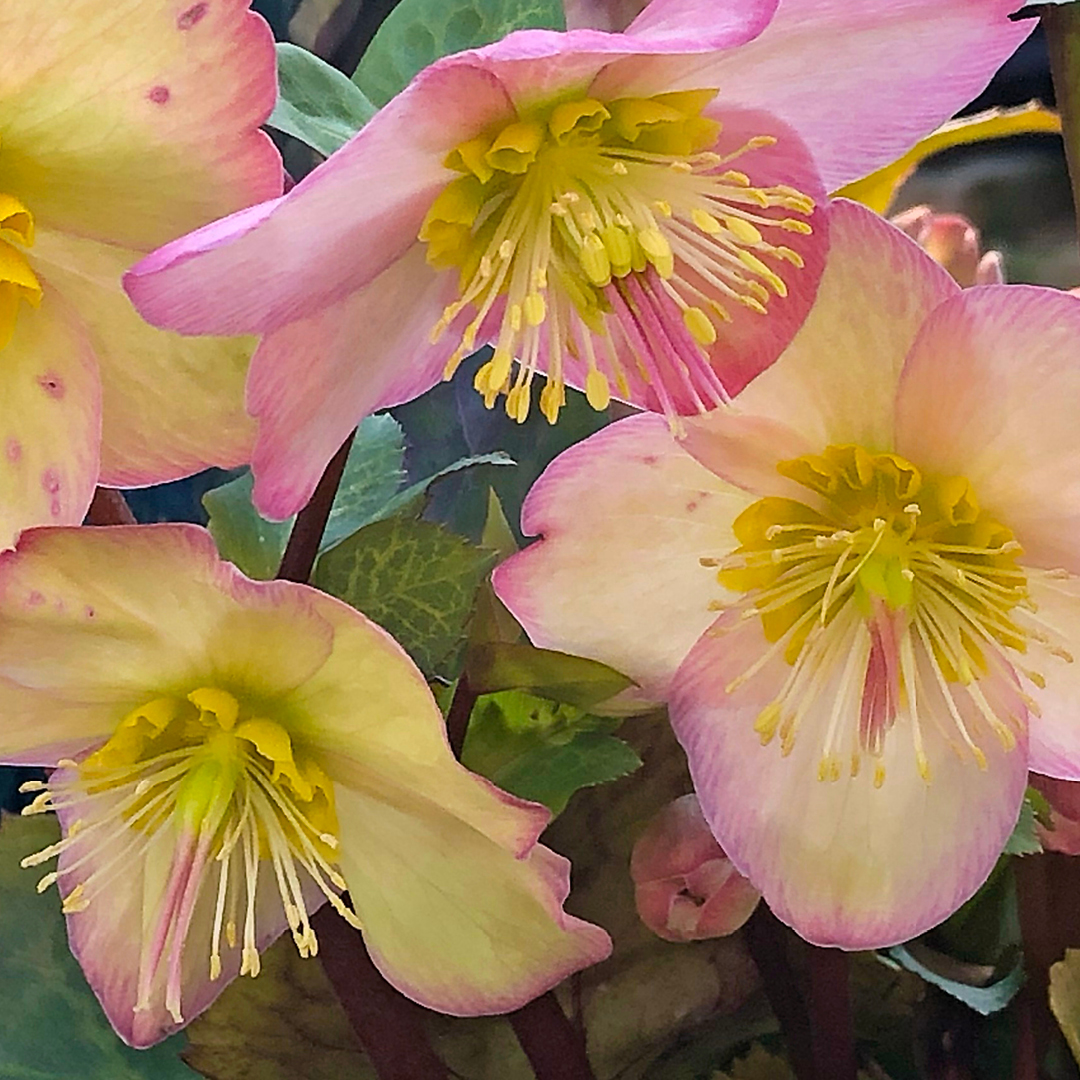 Spring Bees, Native Pollinators