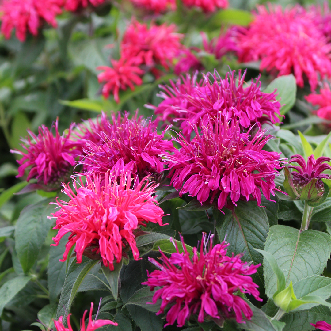 early spring perennial care