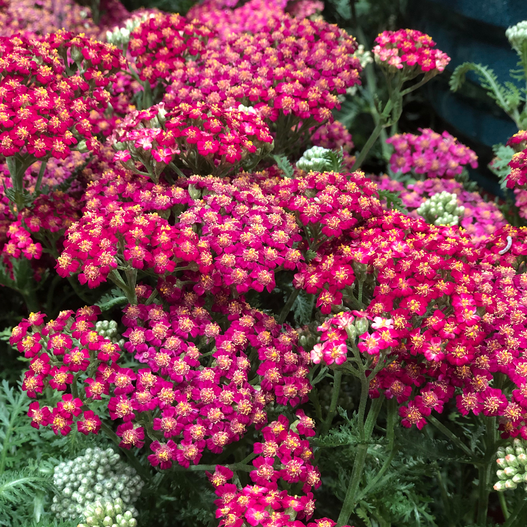 early spring perennial care