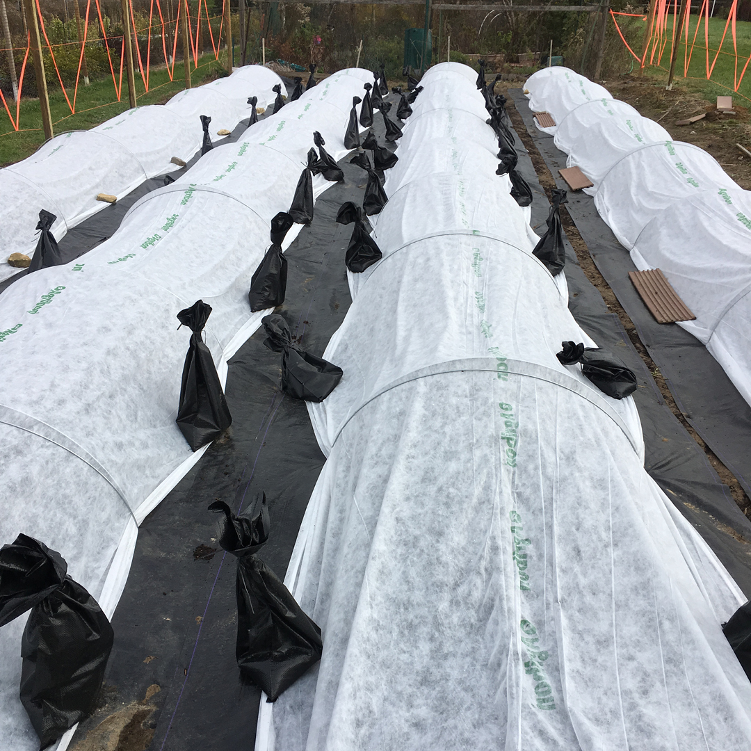 frost cloth spring protection