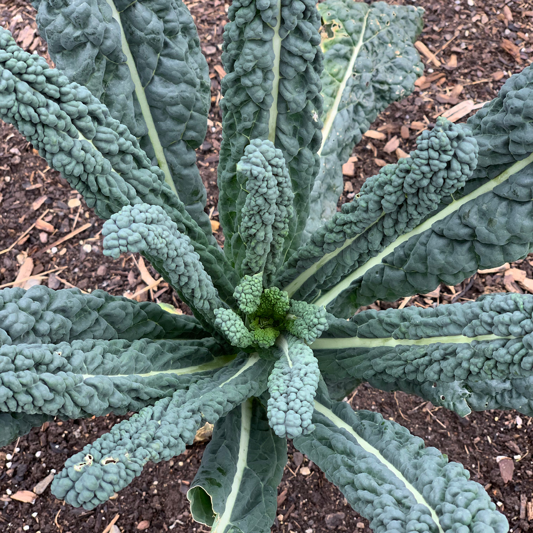 frost cloth spring protection