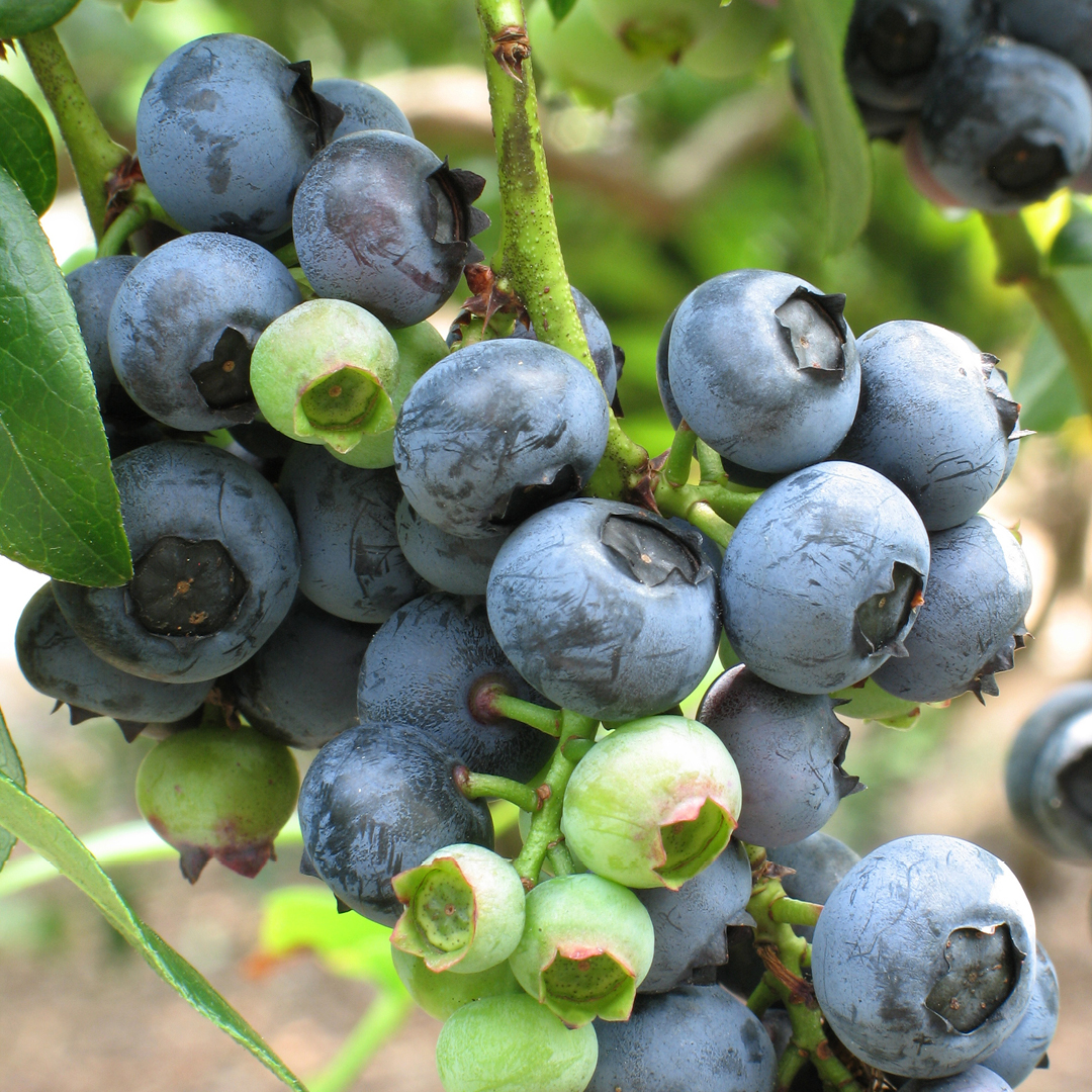 spring shrub fertilizing timing