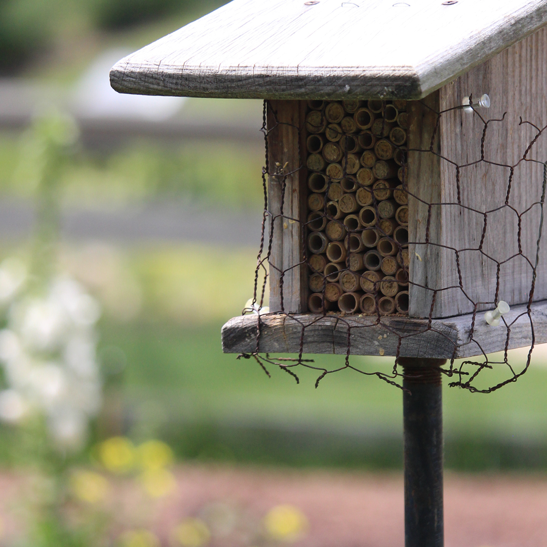 supporting garden pollinators