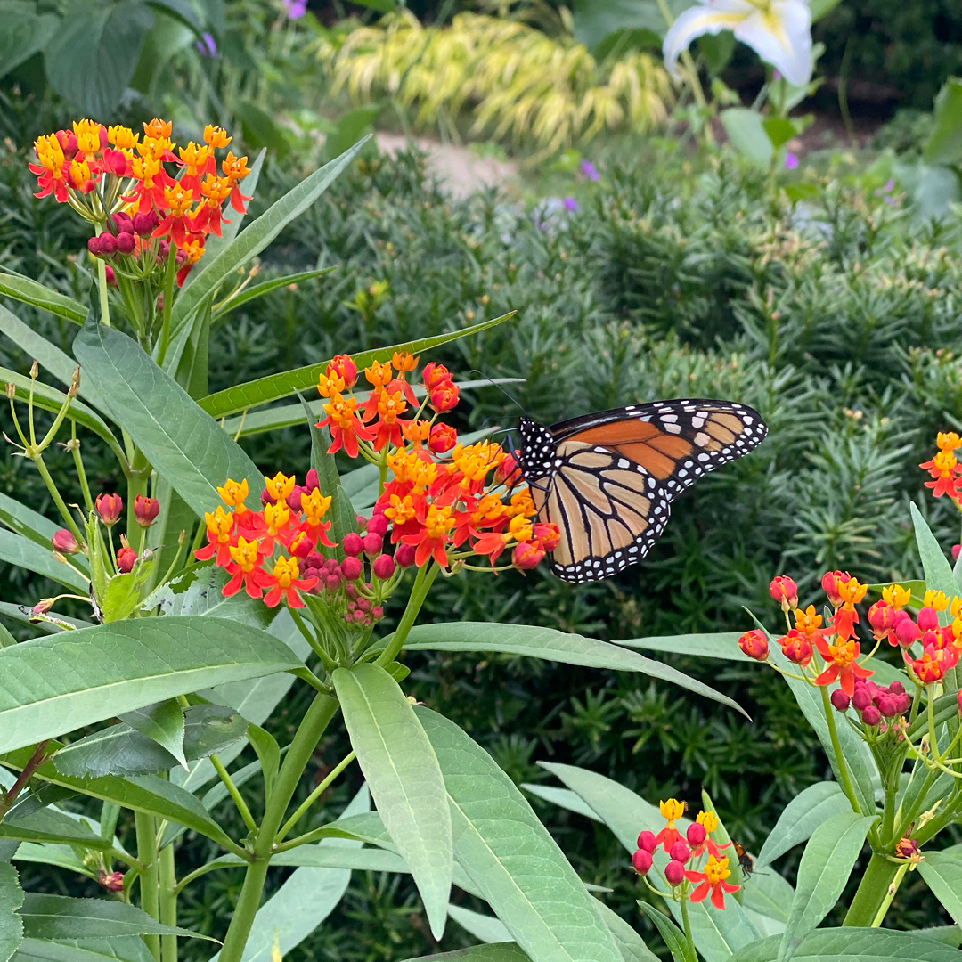 supporting garden pollinators